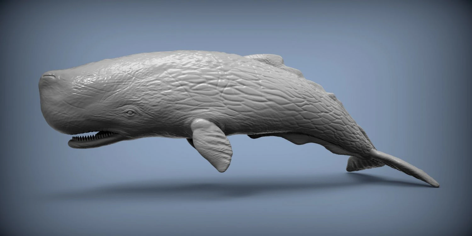 Sperm whale 3D Print Model .c4d .max .obj .3ds .fbx .stl .blend 
