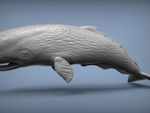 Sperm whale 3D Принт Модель