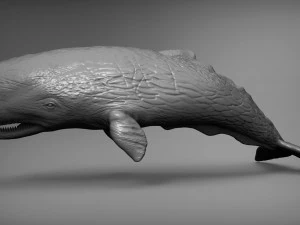 Sperm whale 3D Print Model