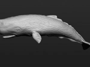 Sperm whale 3D Print Model