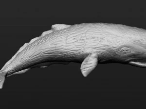 Sperm whale 3D Print Model
