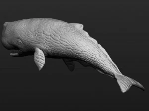 Sperm whale 3D Print Model