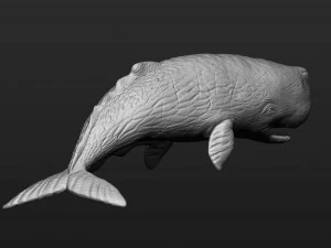 Sperm whale 3D Print Model