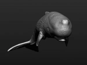 Sperm whale 3D Print Model