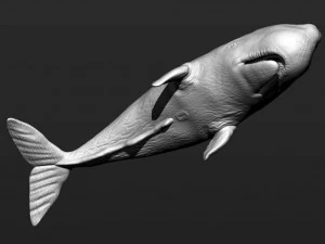 Sperm whale 3D Print Model