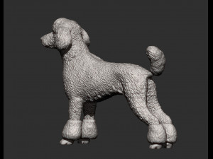 Poodle 3d print model 3Dプリントモデル