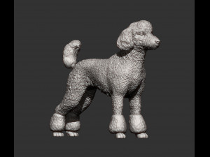 Poodle 3d print model 3Dプリントモデル