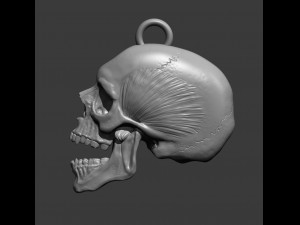 Skull 3d print model Modelo de impresión 3D