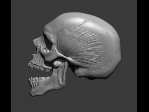 Skull 3d print model Modelo de impresión 3D