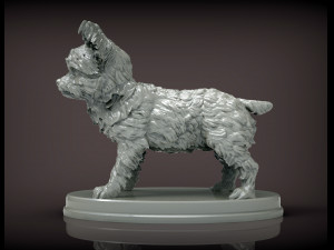 Yorkshire terrier 3d print model 3D प्रिंट मॉडल