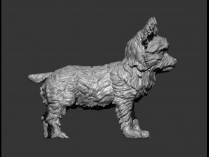 Yorkshire terrier 3d print model 3D प्रिंट मॉडल