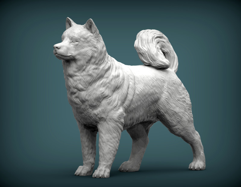 Alaskan Malamute Modello di stampa 3D .c4d .max .obj .3ds .fbx .stl .blend