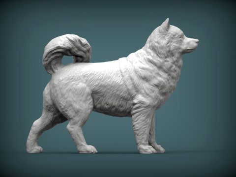 Alaskan Malamute Modello di stampa 3D
