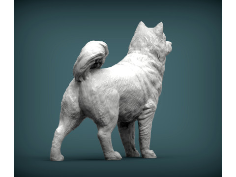 Alaskan Malamute Modello di stampa 3D