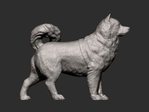 Alaskan Malamute Modello di stampa 3D
