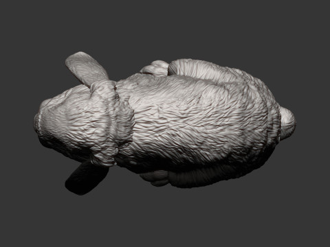 American Fuzzy Fop Modelo de Impressão 3D