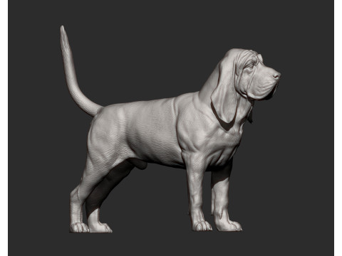 BLOODHOUND 3D प्रिंट मॉडल