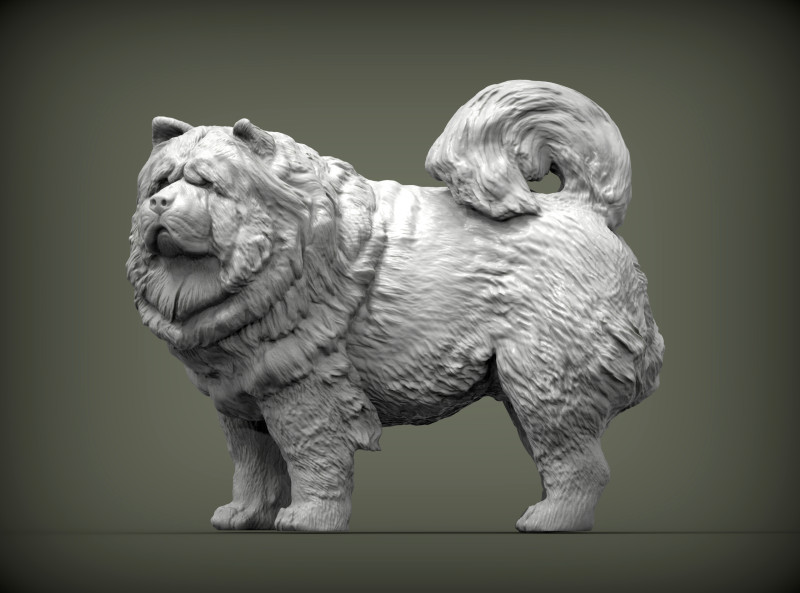 Chow Chow Modelo de Impressão 3D .c4d .max .obj .3ds .fbx .stl .blend