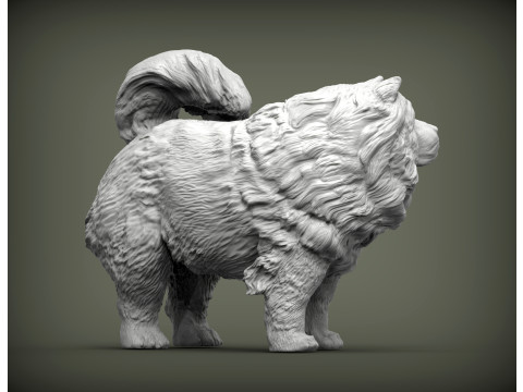 Chow Chow Modelo de Impressão 3D