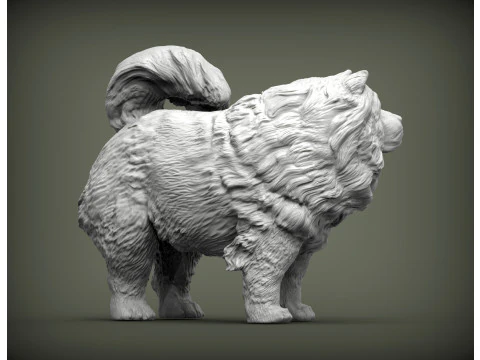 Chow Chow 3D Print Model