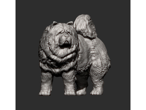 Chow Chow Modelo de Impressão 3D