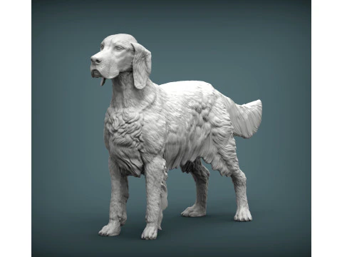English Setter 3D Print Model