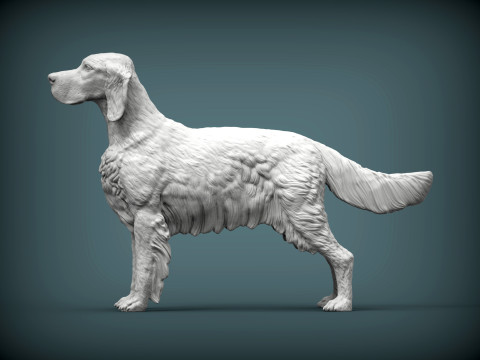 English Setter 3D-Druckmodell