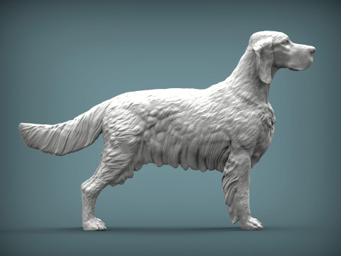 English Setter 3D-Druckmodell