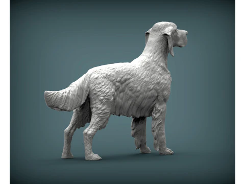 English Setter 3D Print Model