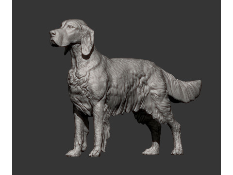 English Setter 3D-Druckmodell