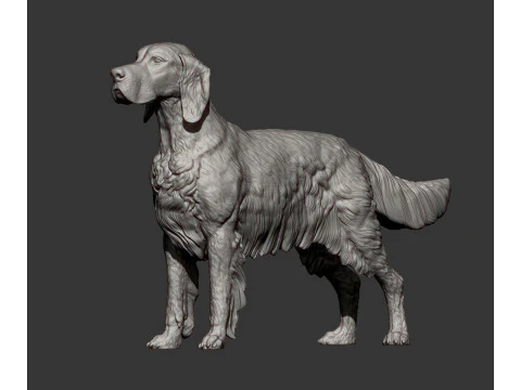 English Setter 3D Print Model
