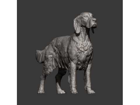 English Setter 3D-Druckmodell