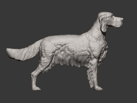 English Setter 3D-Druckmodell