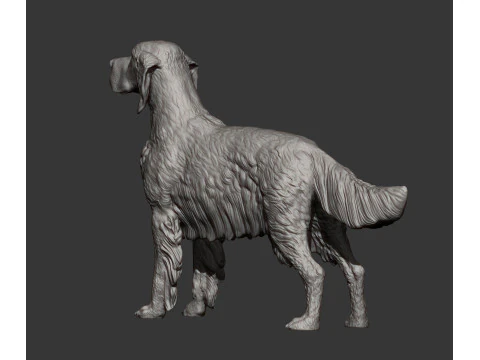 English Setter 3D Print Model