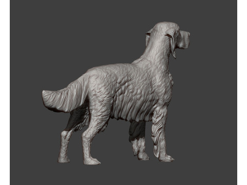 English Setter 3D-Druckmodell