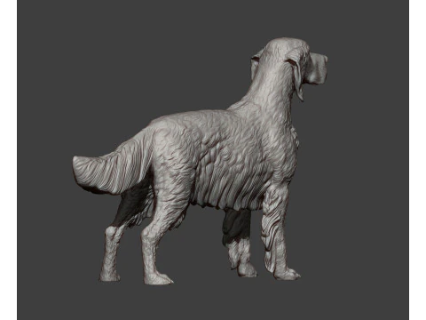 English Setter 3D Print Model