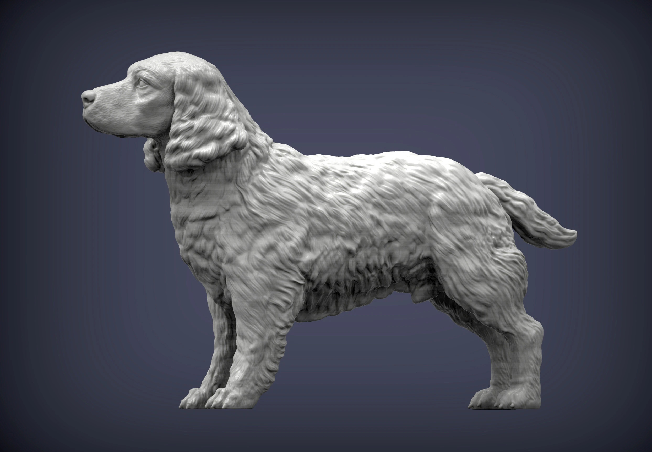 English Springer spaniel 3D Print Model .c4d .max .obj .3ds .fbx .stl .blend 