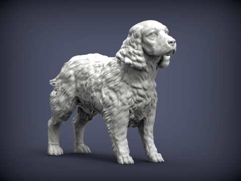 English Springer spaniel 3D Print Model