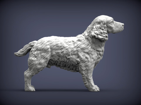 English Springer spaniel 3D Print Model