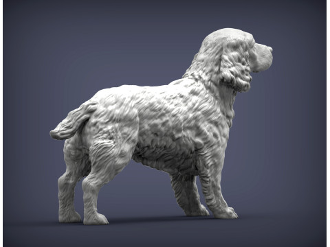 English Springer spaniel 3D Print Model