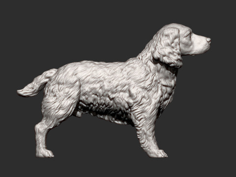 English Springer spaniel 3D Print Model