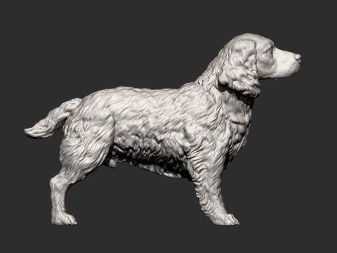 English Springer spaniel 3D Print Model