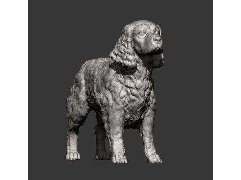 English Springer spaniel 3D Print Model