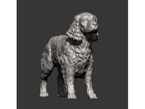 English Springer spaniel 3D Print Model
