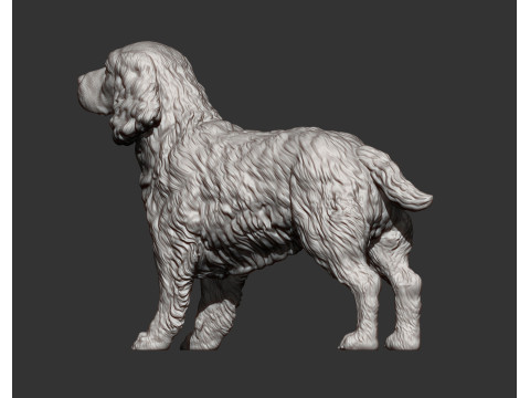English Springer spaniel 3D Print Model