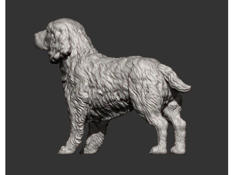 English Springer spaniel 3D Print Model