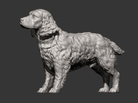 English Springer spaniel 3D Print Model