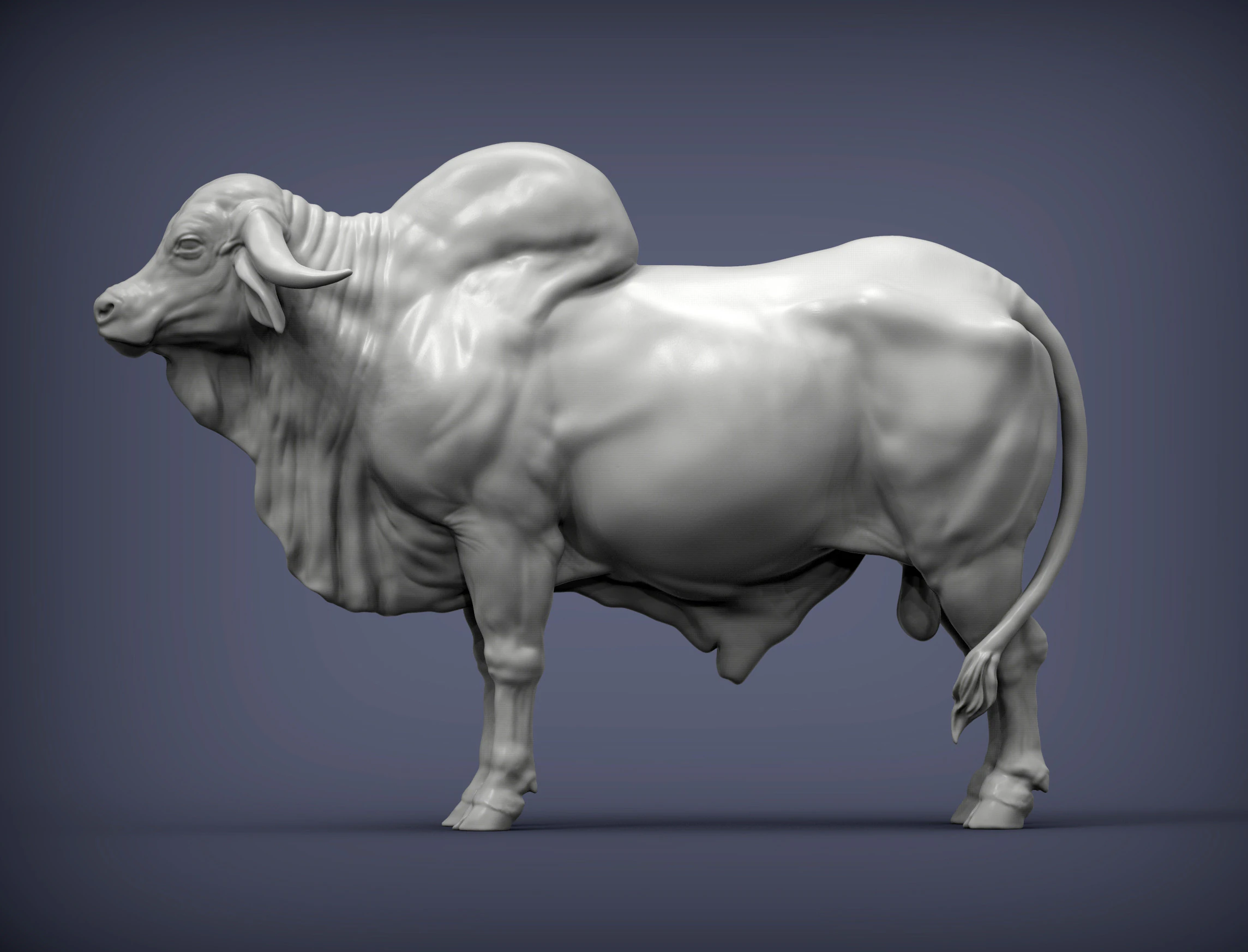 Gyr Bull 3D Print Model .c4d .max .obj .3ds .fbx .stl .blend 