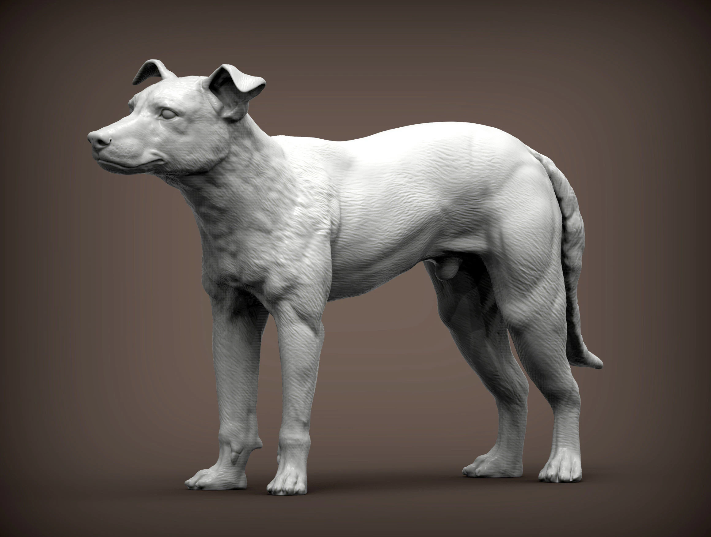 New Zealand Shepherd 3D Print Model .c4d .max .obj .3ds .fbx .stl .blend