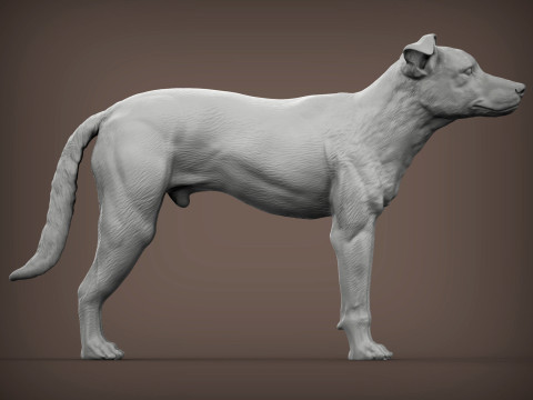 New Zealand Shepherd Modelo de Impressão 3D